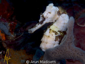 White Seahorse

White seahorses usually dont last long,... by Arun Madisetti 